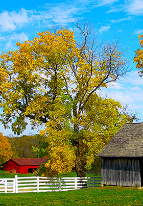 Yellow-leaved tree behind a white five-rail fence with a red barn in the background